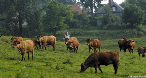 CETA agriculture