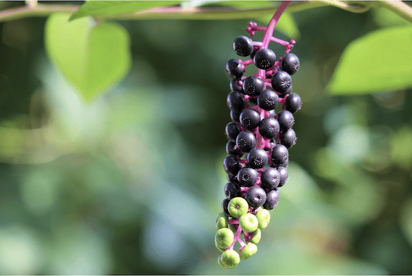 Phytolacca-Americana-fontainebleau
