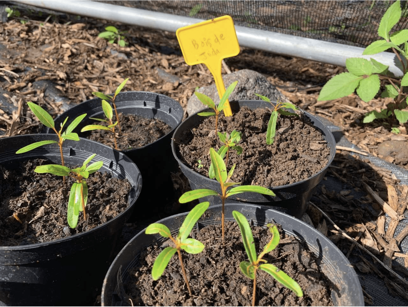 semis et graines plantés