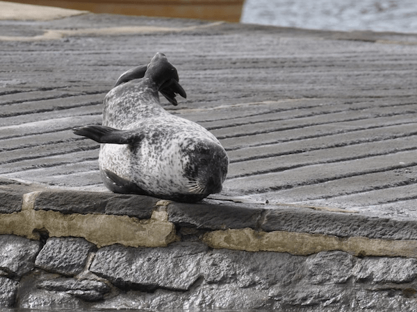 phoque-veau-marin © Flickr – Yann Jégard