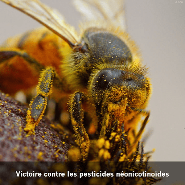 interdiction des pesticides néonicotinoides