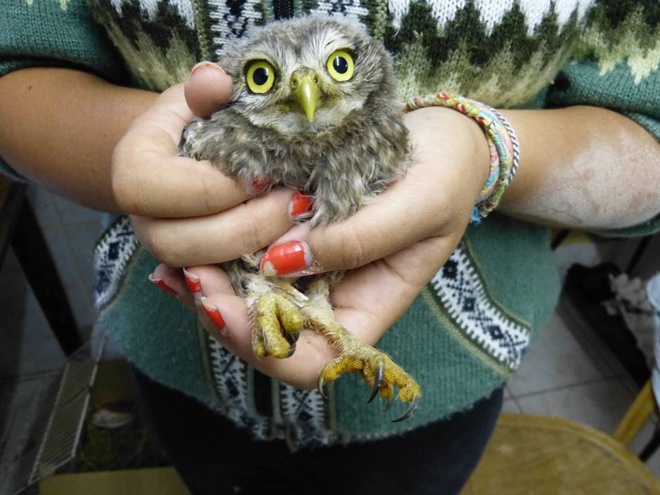 Une Chouette chevêche ©Centre Régional de Sauvegarde de la Faune Sauvage Caussenard