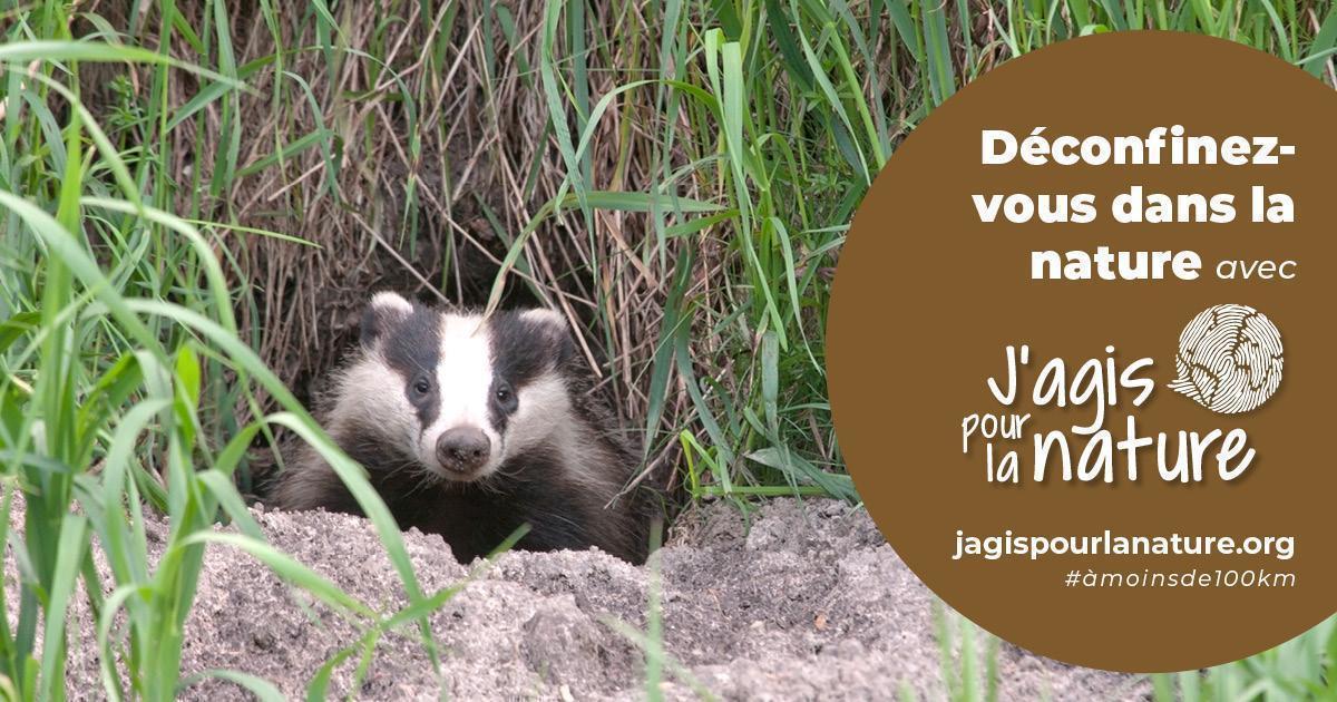 Blaireau sortant de sa tanière, avec une inscription : "Déconfinez-vous dans la nature avec jagispourlanature.org"