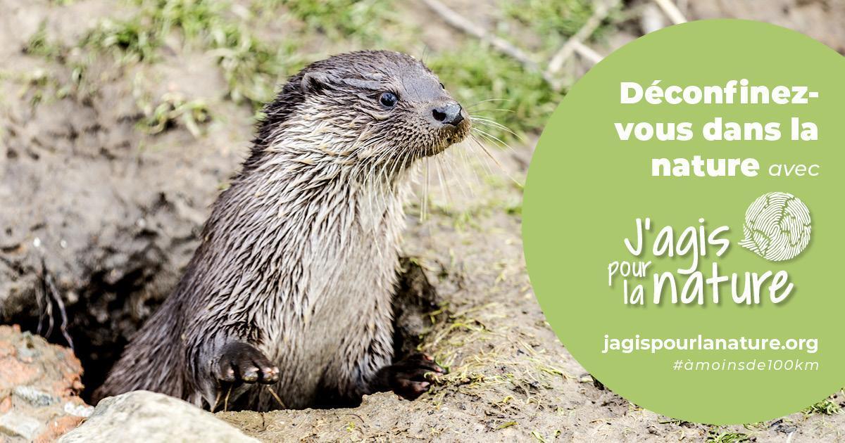 Loutre sortant de sa tanière, avec une inscription : "Déconfinez-vous dans la nature avec jagispourlanature.org"