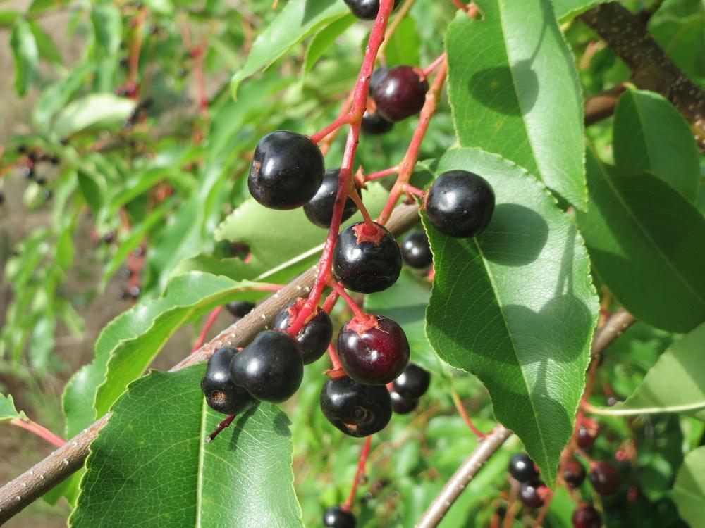 Prunus sérotina