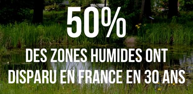 disparition zone humide