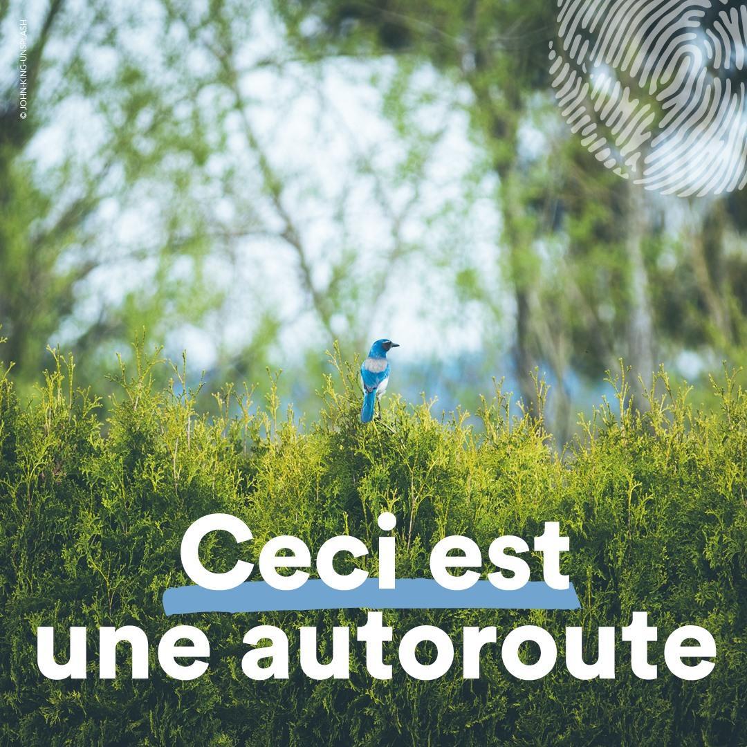 Image d'un oiseau bleu perché en haut d'une haie, avec la phrase "ceci est une autoroute"