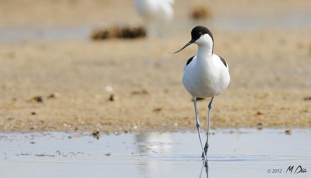 marais salant pour les oiseaux