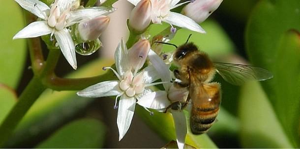 Vote de l'interdiction des pesticides néonicotinoides