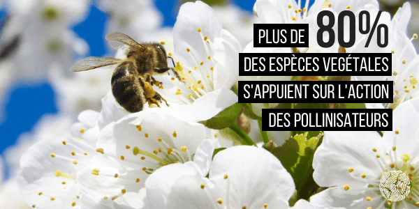 L'importance des pollinisateurs