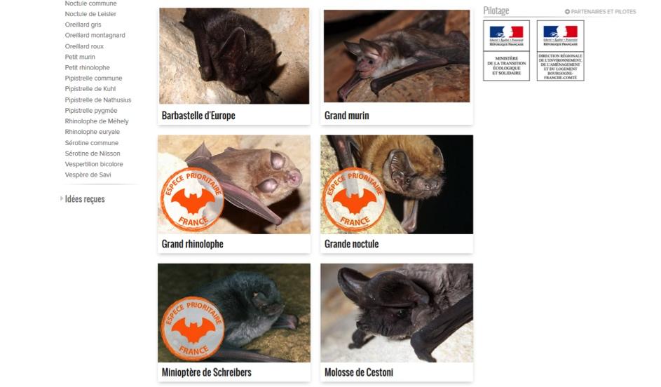 Page de présentation des espèces métropolitaines ©FCEN/PNA chiroptères