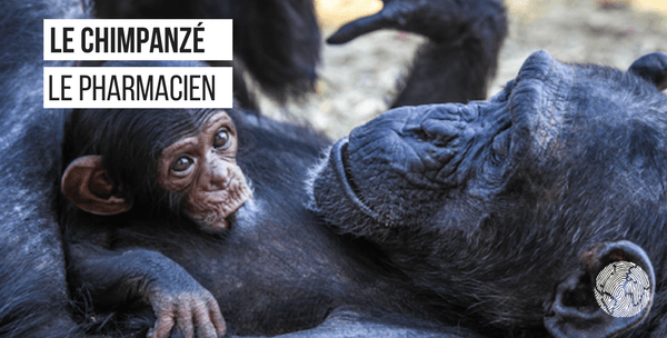 chimpanzé faits étonnants