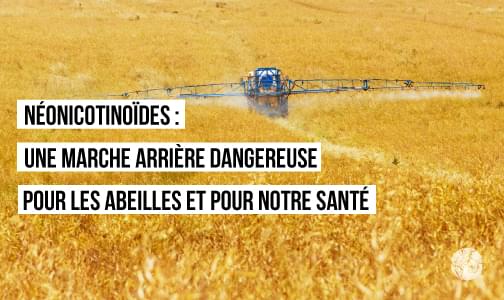 Néonicotinoïdes