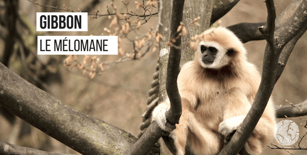 gibbon-fait étonnant