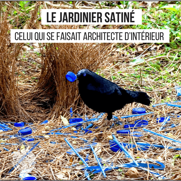 celui qui se faisait architecte décorateur