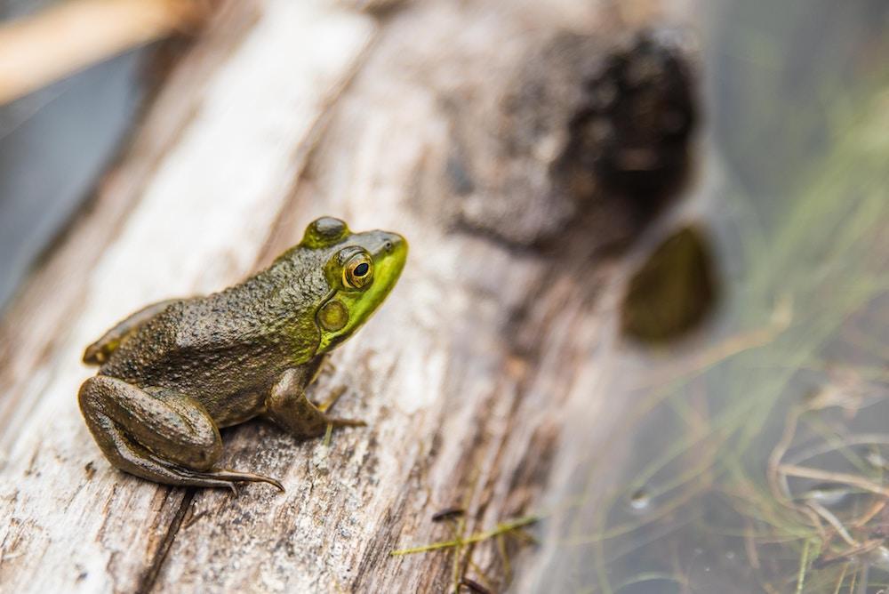 Grenouille assise sur un morceau de bois flottant