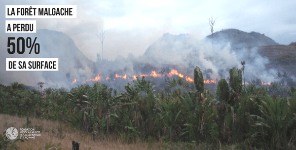 Rajako protège les lémuriens de Madagascar