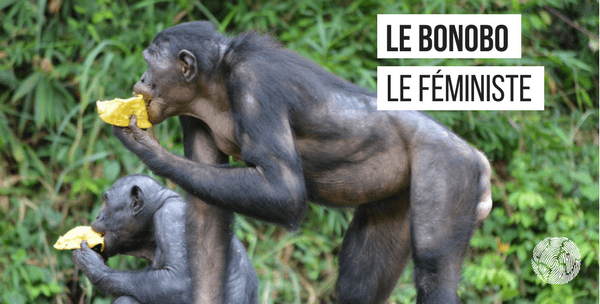 le bonobo faits étonnants