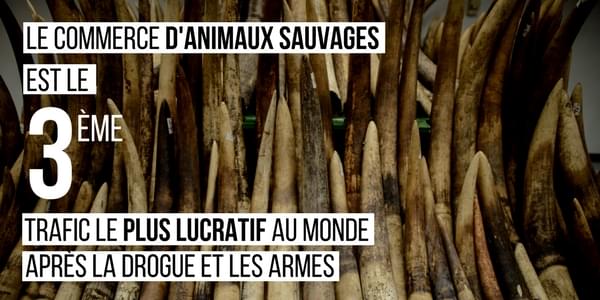 braconnage d'animaux sauvages