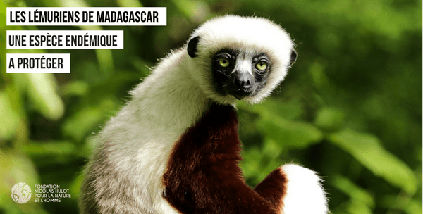 Lémuriens de Madagascar protéger par Rajako