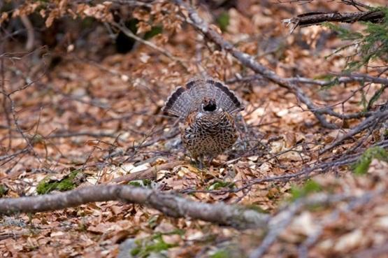 Gélinotte des bois mâle © Groupe Tétras Jura