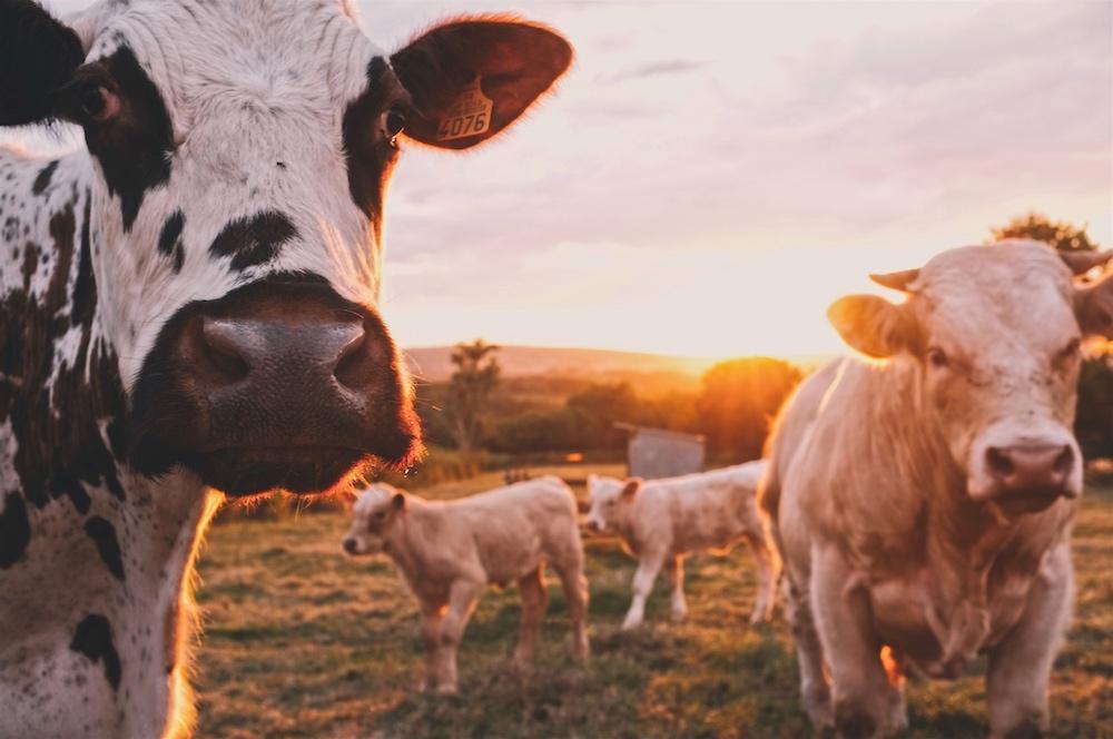 Manger moins de viande