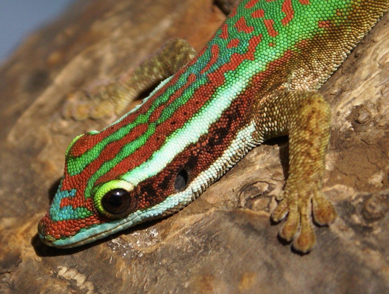 Phelsuma inexpectata