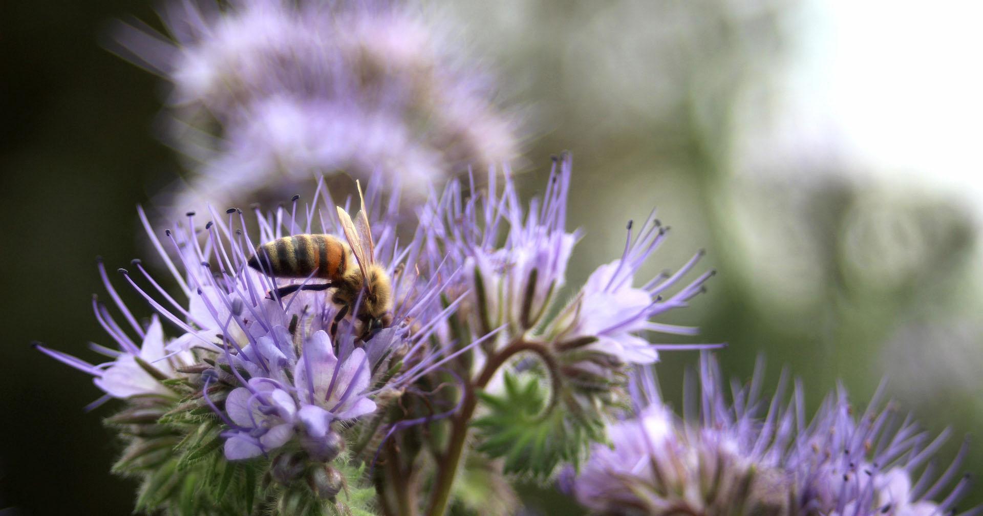 Cultiver des plantes mellifères pour contribuer à la sauvegarde des  pollinisateurs - Fondation pour la Nature et l'Homme
