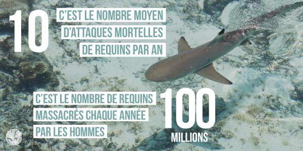 Requins menacés