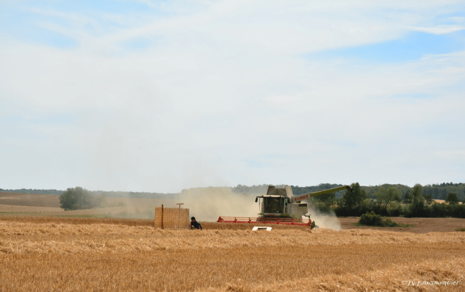 Agriculteurs et sauvegarde des busards cendrés