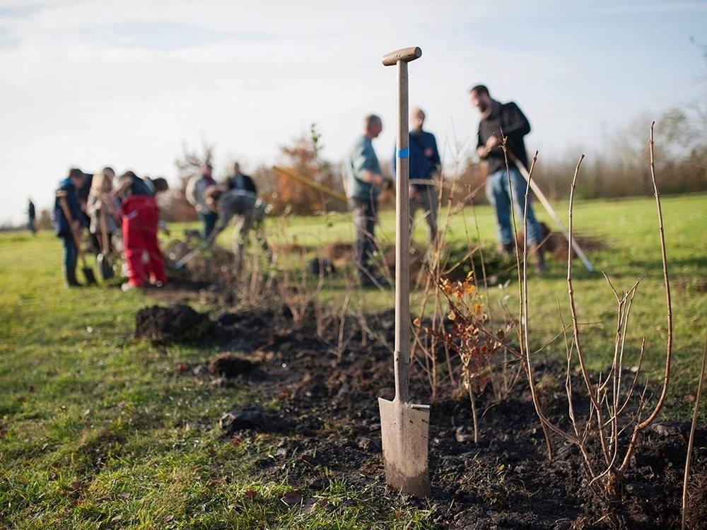 Plantation d'arbres