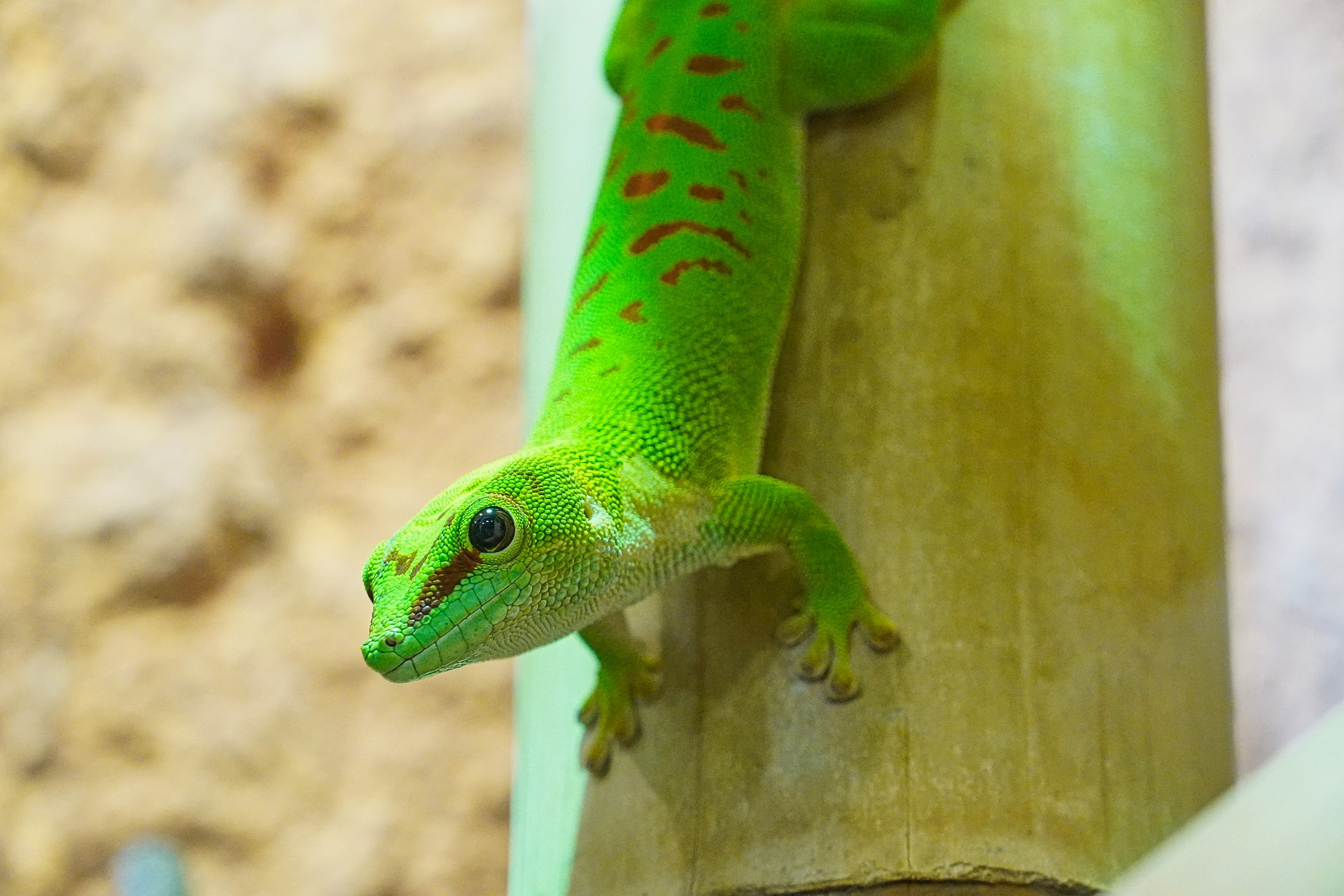 Biomimetisme : l'exemple du gecko