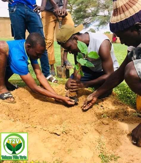 Reboisement au Sénégal par l'association Thilogne Verte