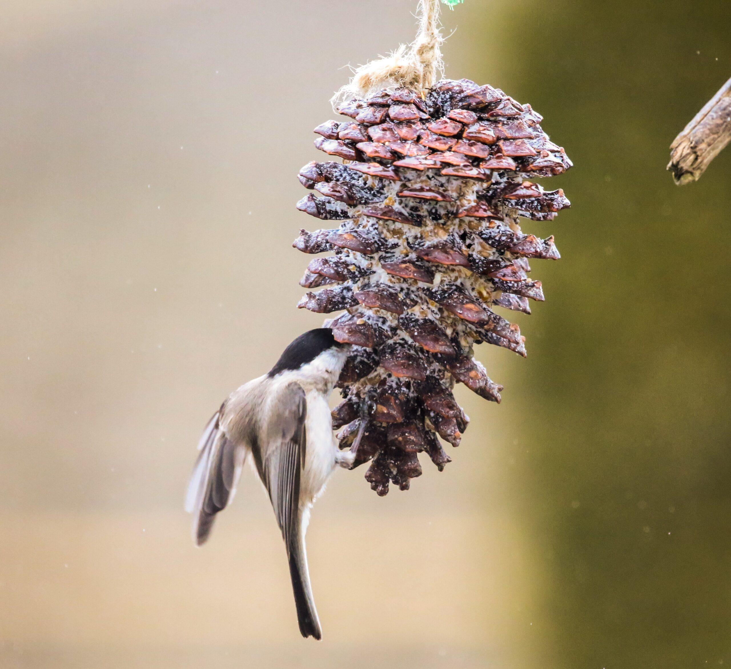 Tuto : Comment faire une boule de graisse pour oiseaux ?