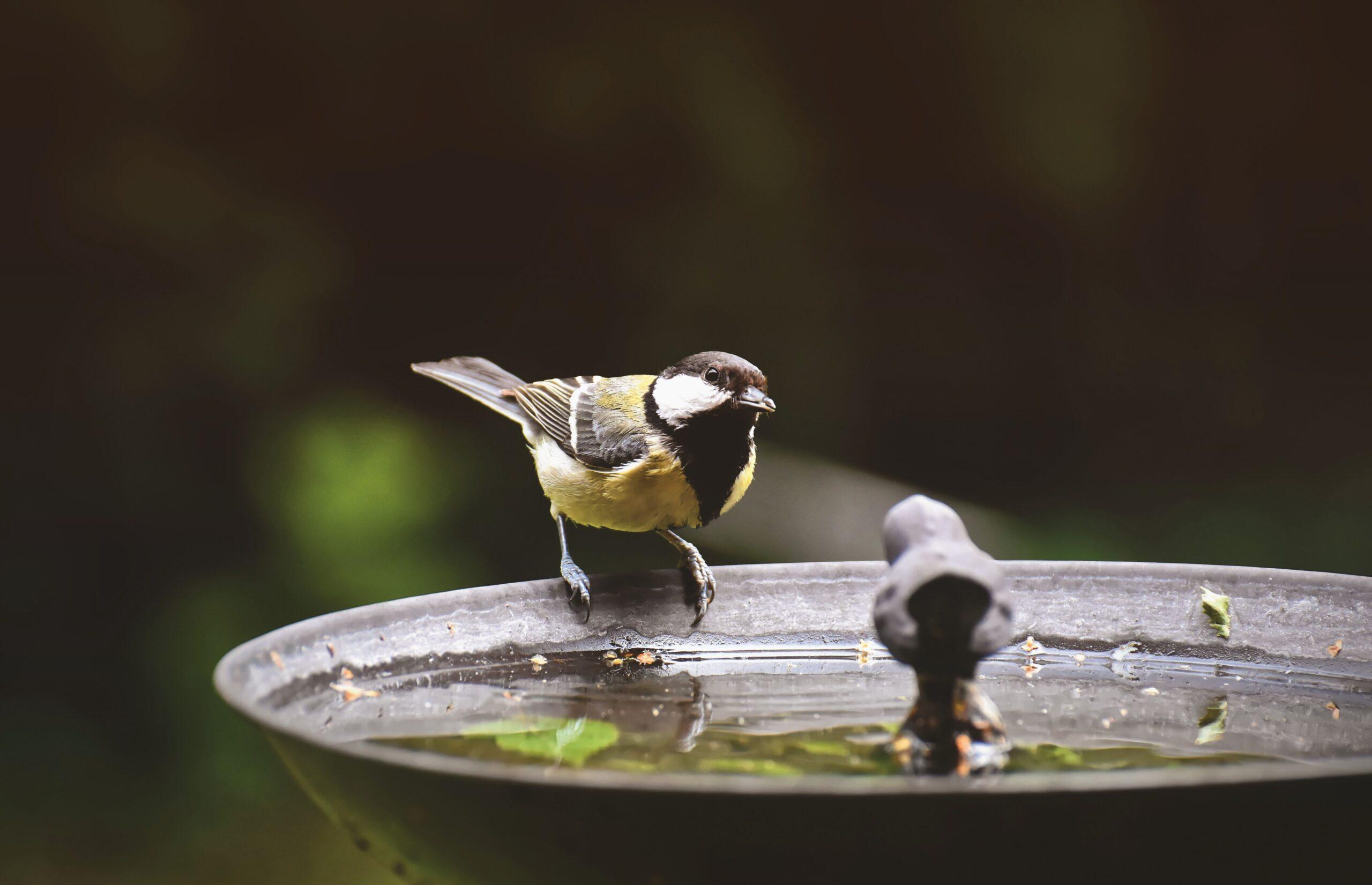 Balcon ou jardin : comment aider les oiseaux en hiver ?