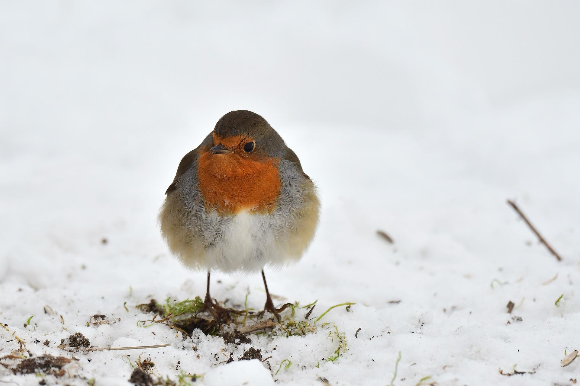 Comment aider les oiseaux à passer l'hiver - Centre National de